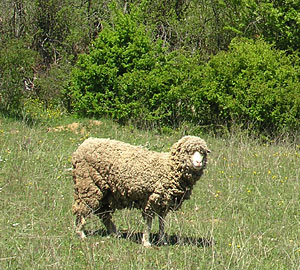 sheep saint castillon du luberon
