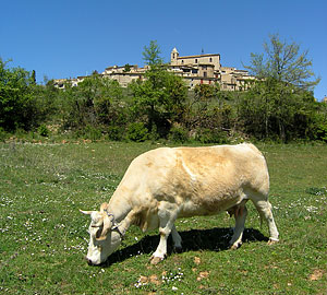 cow saint martin de castillon